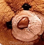petit ours brun